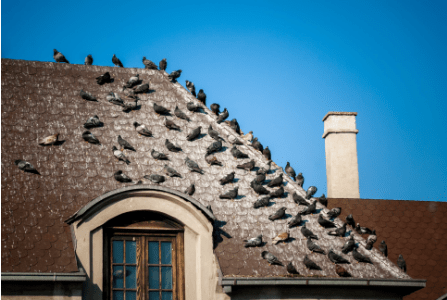 birds standing on roof