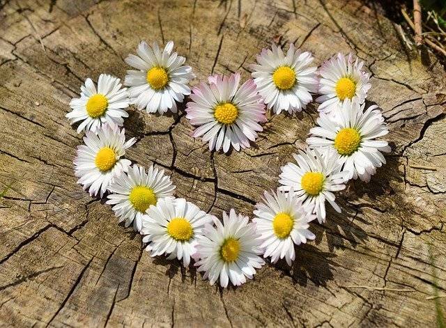 Heart of daisies in the Heartland