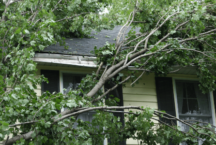 tree fallen on roof