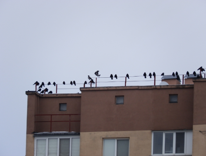 How to Keep Birds from Damaging a Flat Roof